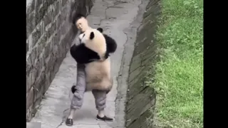 Viral Video Of Panda’s Adorable Trust Fall Onto Nanny Is Too Cute To Miss | WATCH
